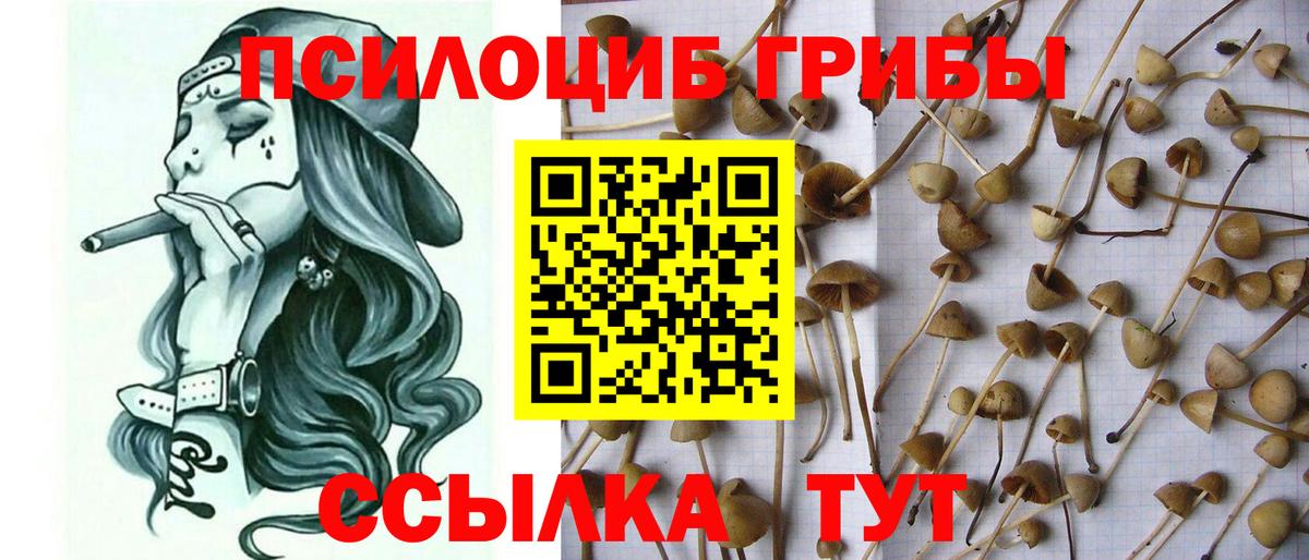 Псилоцибиновые грибы Psilocybine cubensis Карталы